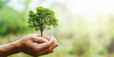 The Branch Office Tree Service - Chain-o-Lakes - Emergency Tree Services