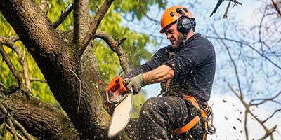 The Branch Office Tree Service - Chain-o-Lakes - Emergency Tree Services