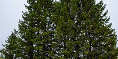 The Branch Office Tree Service - Libertyville - Emergency Tree Services