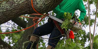 The Branch Office Tree Service - Libertyville - Emergency Tree Services