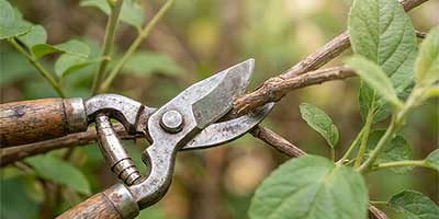 The Branch Office Tree Service - Libertyville - Emergency Tree Services