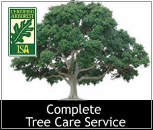 The Branch Office Tree Service - Libertyville - Emergency Tree Services